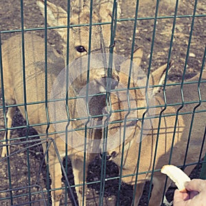 The young deer lives in a cage in the zoo.