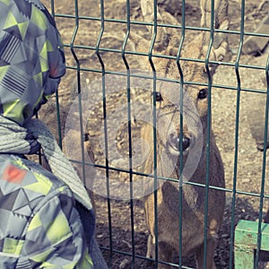 The young deer lives in a cage in the zoo.