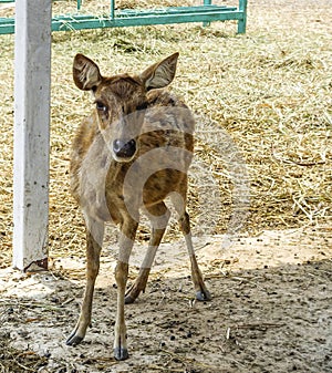 Young deer in livestock.