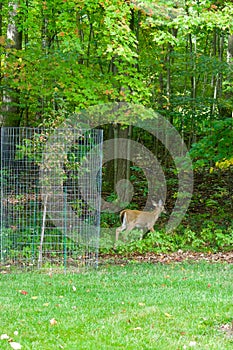 Young Deer looking for meal in Michigan forested yard