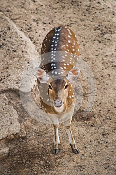 A young deer looks straight ahead for camera.