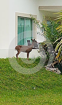 Young deer near a window