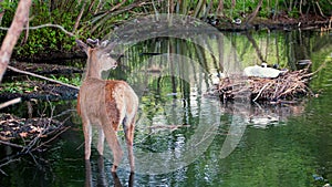 Young deer and nesting swan. Nature scene