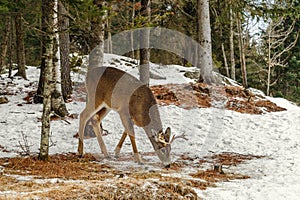 Young Deer (Omega Park of Quebec)