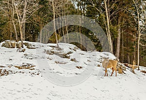 Young Deer (Omega Park of Quebec)