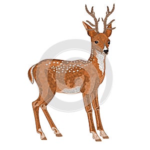 Young deer outline low-polygon abstract vector illustration editable hand draw