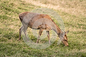 Young deer pasturing on grass slope, Black Forest, Germany