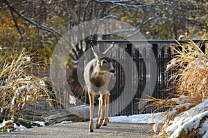 Young deer on the path, Kathryn Albertson Park, Boise Idaho, closeup front view horizontal