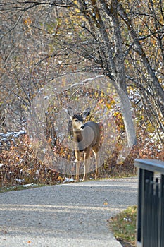 Young deer on the path, Kathryn Albertson Park, Boise Idaho, full body front view vertical