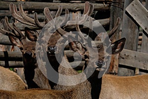 Young deer in a pen of tree branches. After grazing, they are collected in a farm building