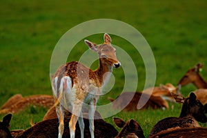 Young Deer In Pheonix Park Dublin
