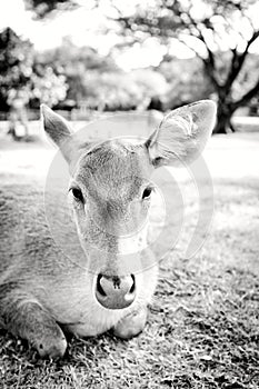 Young deer portrait