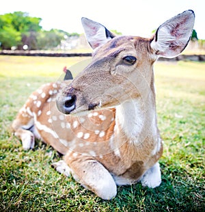 Young deer portrait