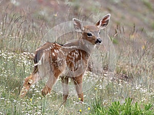Young Deer Posing