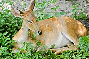 Young deer resting