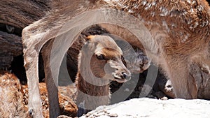 Young deer resting in the dirt