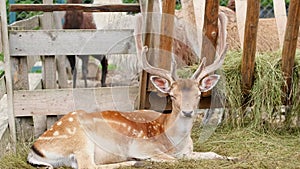 Young deer resting in the zoo. Animals in captivity