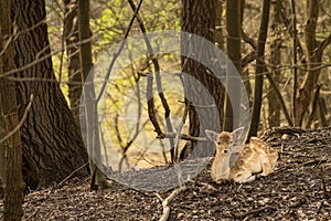 Young deer restingin the dutch landscape at waterleiding dunes