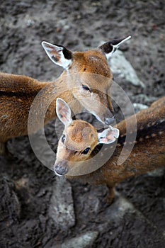 Young deer roe baby and deer mother