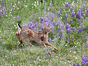 Young Deer Running in Flowers