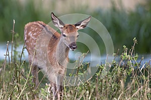 Young deer rushing through