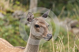 Young Deer in the Scottish Highlands
