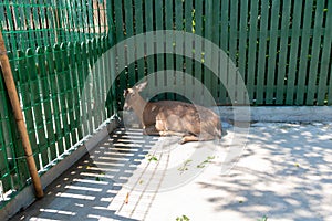 Young deer sitting on floor in a zoo