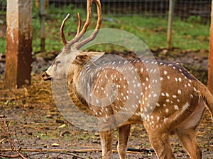A young deer spotted in the zoo