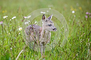 Young deer standing on blooming meadow. Summer fauna and flora.