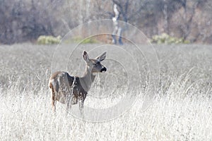 Young deer standing in a drought parched field