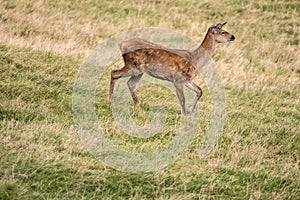 Young deer standing on grass slope, Black Forest, Germany