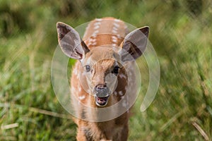 Young deer standing in grass with smile on a sunny summer afternoon