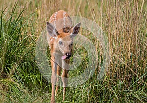 Young deer standing in grass on a summer afternoon