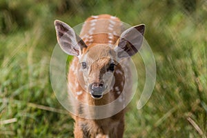 Young deer standing in grass on a sunny summer afternoon