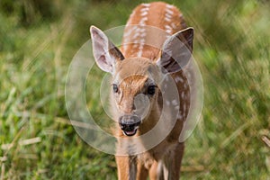 Young deer standing in grass on a sunny summer afternoon