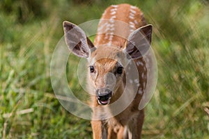 Young deer standing in grass on a sunny summer afternoon