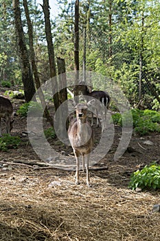 Young deer standing in the paddock of a zoo looking a the camera