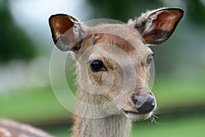 Young Deer standing Portrait