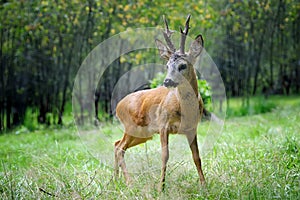 Young deer in summer forest