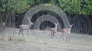 A young deer and two hinds on the edge of the forest in slow motion
