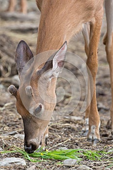 Young Deer With Velvet Antlers