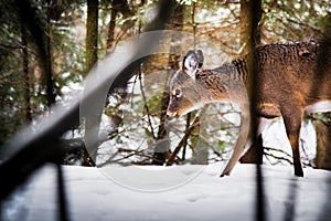 Young deer walking in forest during winter