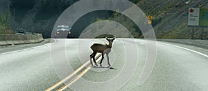 Young Deer walks across highway on a blind curve