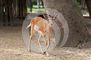 a young deer walks in the park. fragile defenseless animal
