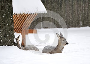 Young deer in winter