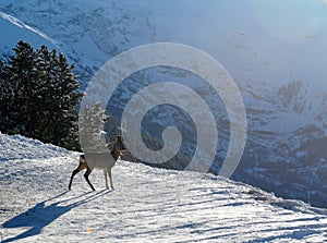 Young deer in winter