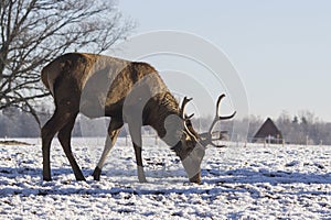 Young deer in winter in early morning