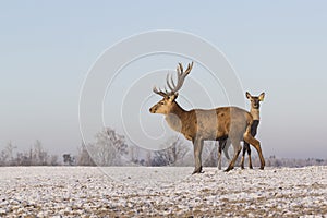 Young deer in winter in early morning