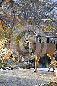 Young deer in the woods, Kathryn Albertson Park, Boise Idaho, side view vertical