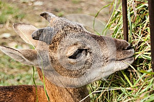 Young deer in Wroclaw ZOO